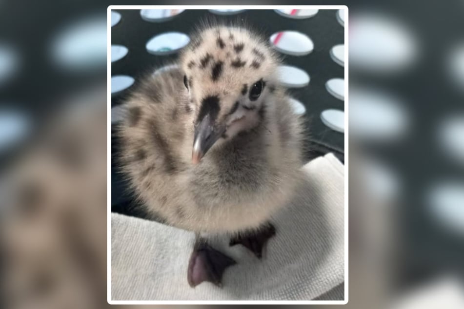 Diese kleine Lachmöwe nutzte das Tierheim Bergheim zur Durchreise nach Kirchwald.