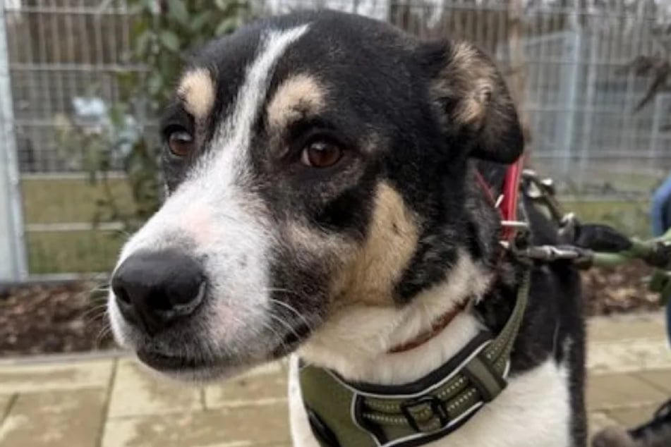 Für ihren Schützling suchen die Bergheimer Tierretter nach Menschen, die dem Hund Zeit geben, bis er Vertrauen fassen kann.