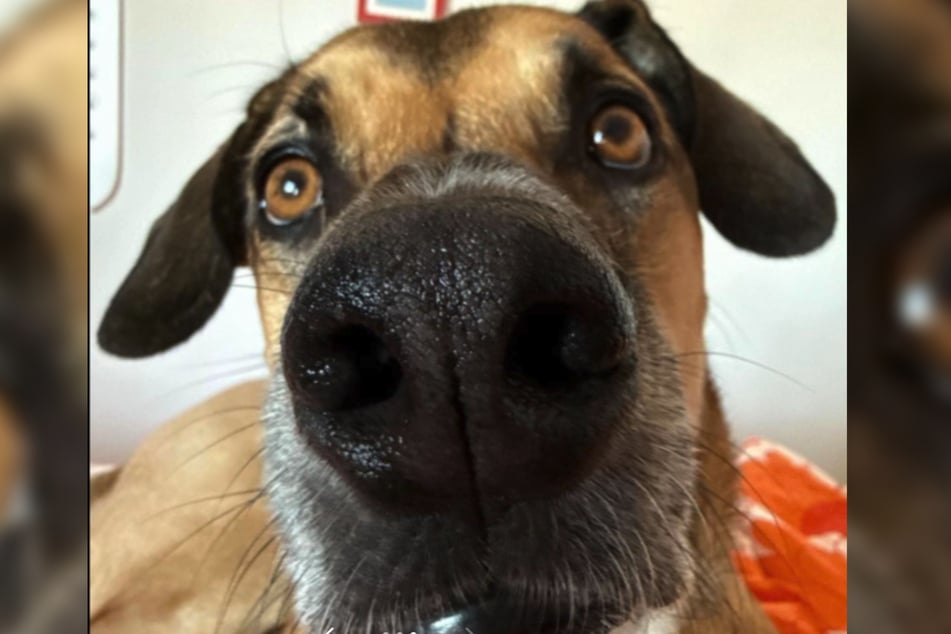 Das Ultraschallbild ähnelte ihrem geliebten Hund "Goulash".