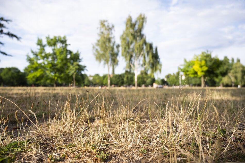 Die Trockenheit in Berliner Parks ist deutlich am gelben Gras zu erkennen.