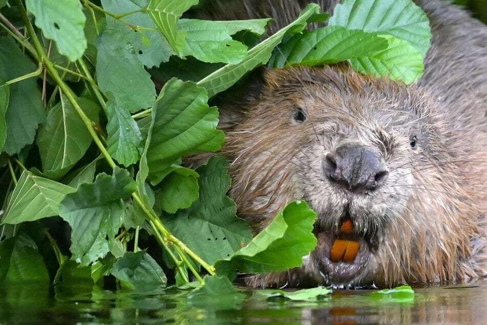 Biber-Damm mit schwerem Gerät zerstört: Jetzt droht dem Tier der Kälte-Tod