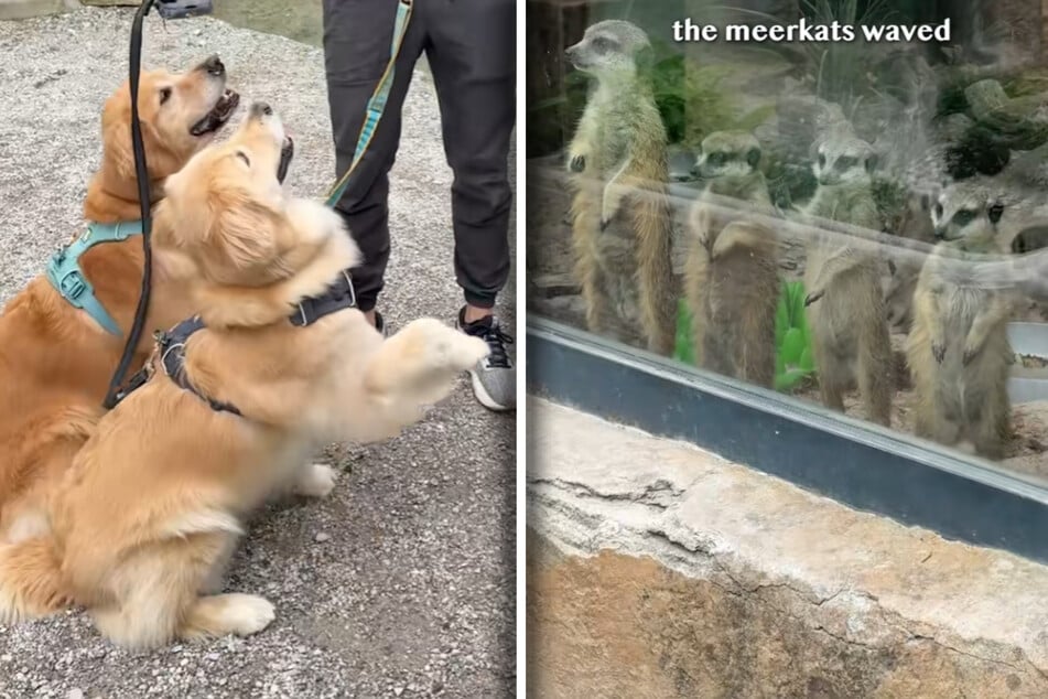 Winken die Erdmännchen? In jedem Fall winken Ellie und Emma zurück!