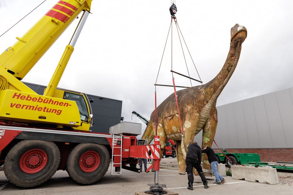 Dinosaurier-Dame "eLise" misst von Kopf bis Boden rund 5,5 Meter und von der Schwanzspitze bis zum Kopf etwa 15 Meter.