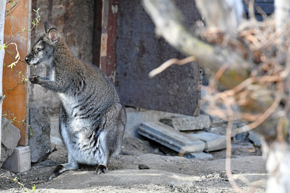Das Mini-Känguru fühlt sich in seiner neuen Umgebung wohl.