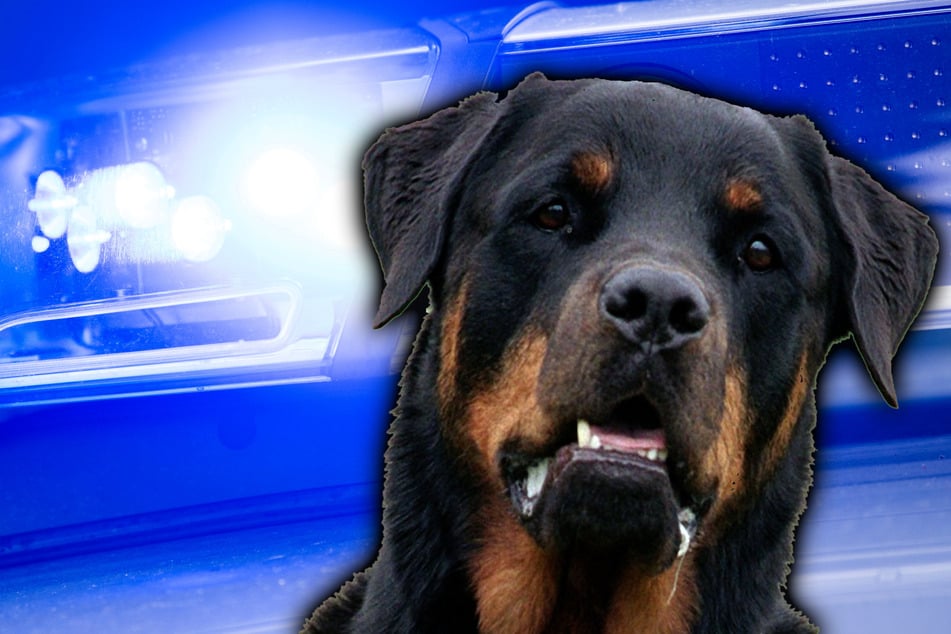 Der Rottweiler griff einen Polizeibeamten an und wurde erschossen. (Symbolbild)
