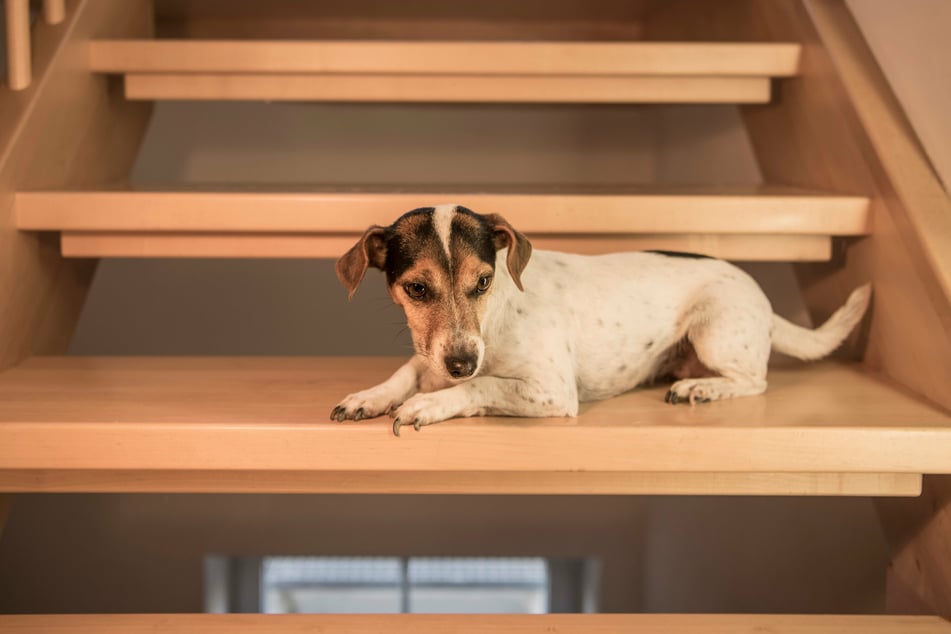 Das Treppensteigen ist für Hunde sehr anstrengend. Aber ist es auch gefährlich, wenn Hunde Treppen laufen?