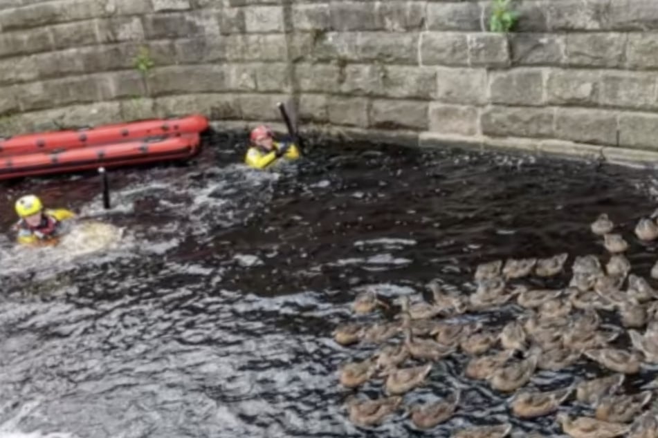 Tierschützer eilten die verunglückten Stockenten zur Rettung.