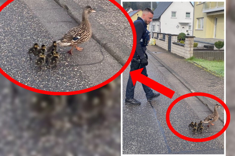 Nachdem die Enten-Familie wieder zusammengeführt werden konnte, sperrte die Polizei kurzzeitig die Straße: Die Tiere sollten gefahrlos zum nahe gelegenen Schwarzbach laufen können.