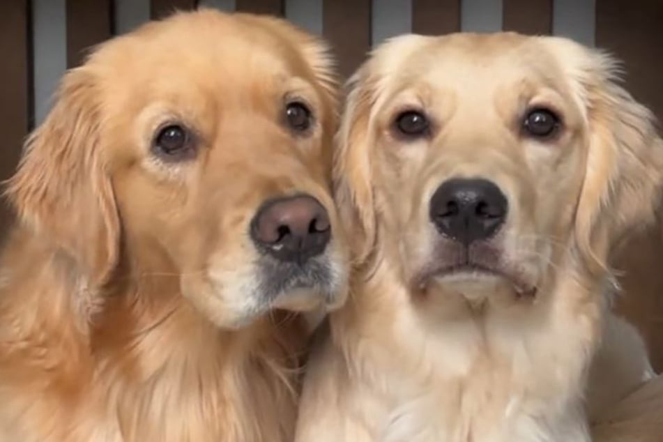 Doppelt hält besser: Daisy (l.) und Maple gehen schon lange durch dick und dünn.