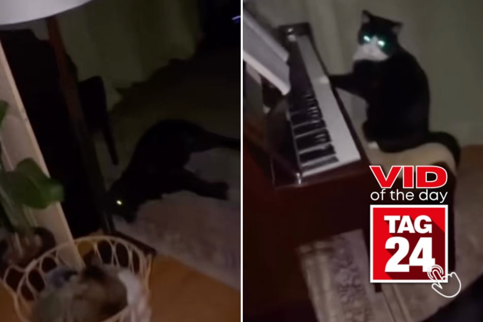 viral videos: Viral Video of the Day for January 26, 2026: Woman investigates mysterious music – and finds her cat playing piano!