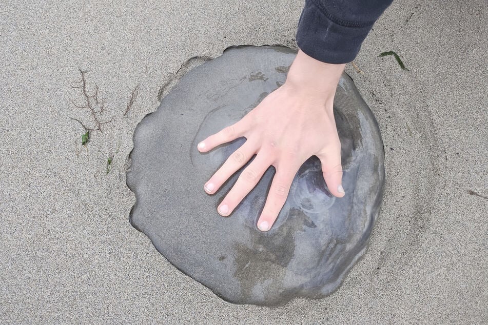 Diese tote Qualle (von Wissenschaftlern auch "Meduse" genannt) ist um einiges größer als die Handfläche eines Erwachsenen.