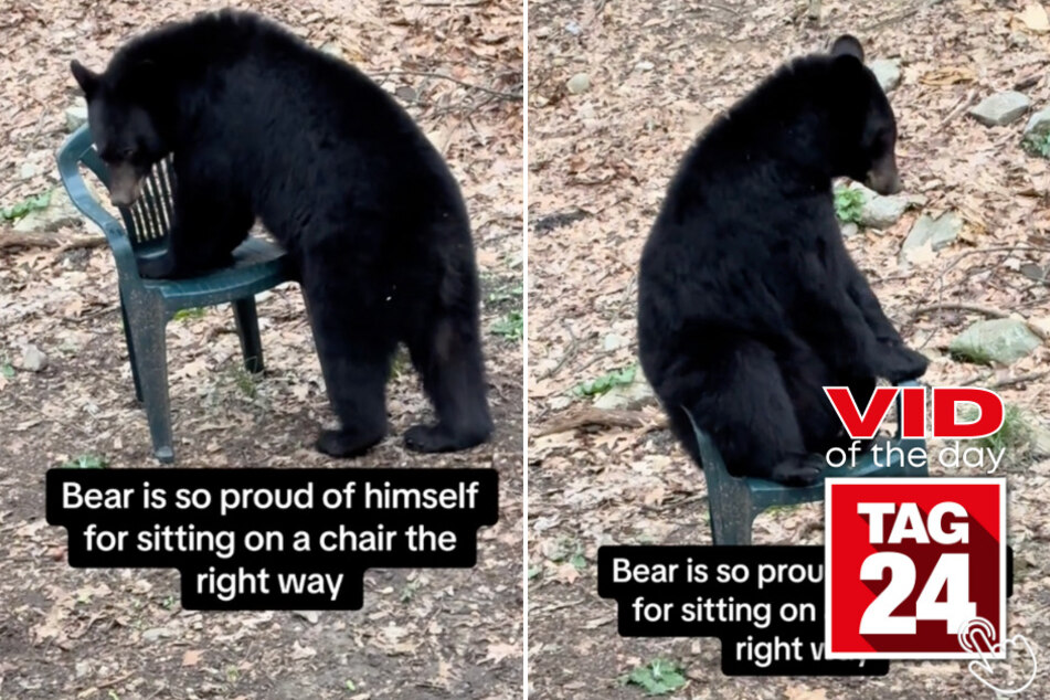 Today's Viral Video of the Day features a bear caught trying to sit in a human chair!