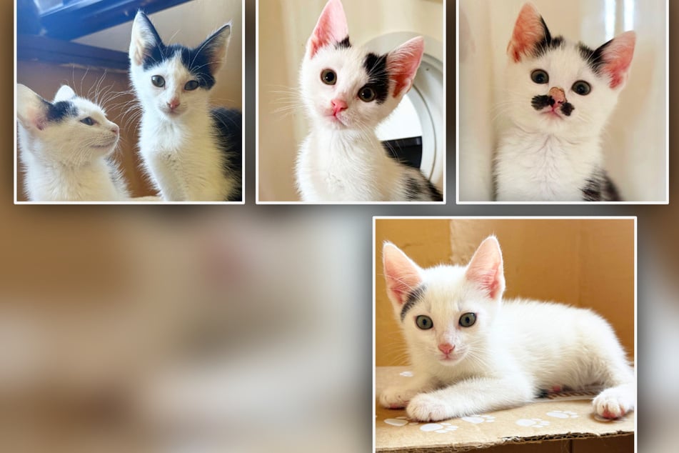 Die Katzenkinder aus dem Müll: Keiner wollte sie, wer gibt Ihnen einen Chance?