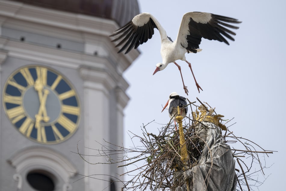 Storch gibt nicht auf: Nest auf Freisinger Mariensäule sorgt für Wirbel