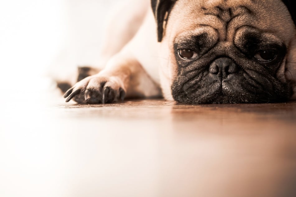 Auch Hunde können schmerzhaften Muskelkater erleiden.