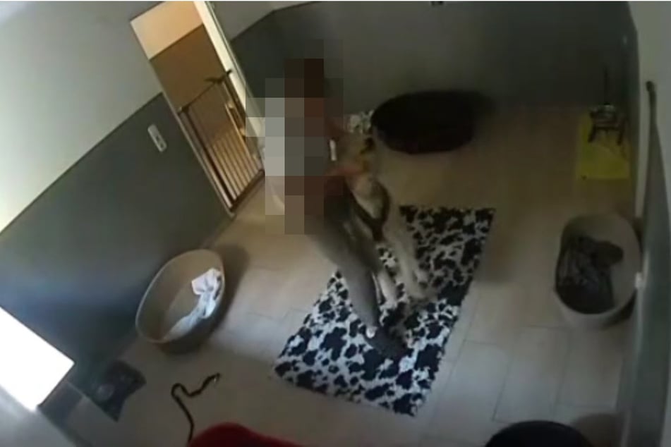 Videoaufnahmen zeigen, wie ein Mitarbeiter der Pension einen Hund durch den Raum schleift.