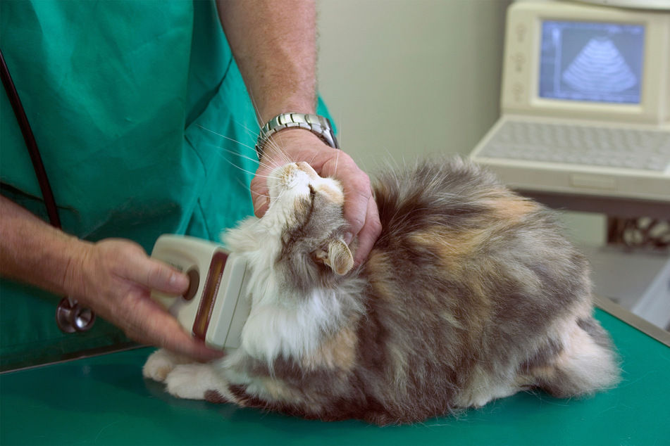 Microchipping your cat means that it can be identified if it gets lost.