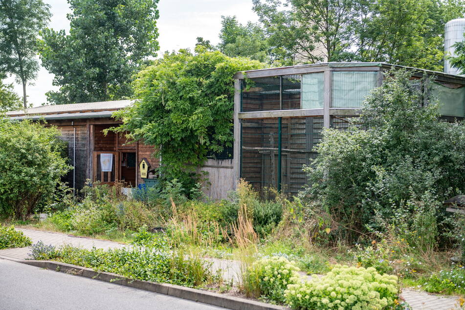 In der Wildvogelauffangstation in Kaditz konnten die Helfer nichts mehr für die Gans tun.