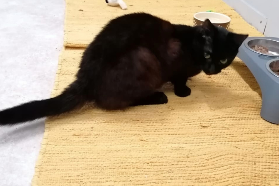Die Polizei konnte Kater Fips befreien.