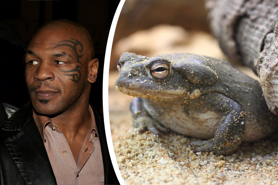 Nicht ablecken: Behörden warnen vor Kröte, an deren Gift sich Mike Tyson berauscht