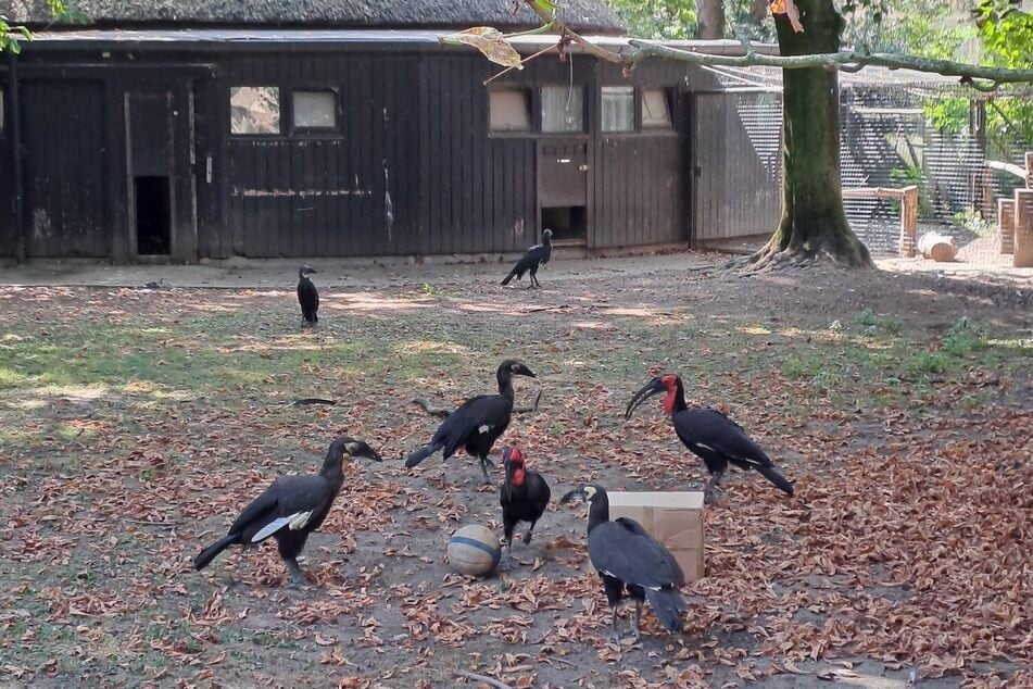 Der heute siebenköpfige Hornraben-Clan lebt in einem Gehege nahe dem Regenwaldhaus im Kölner Zoo.
