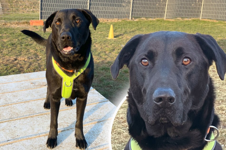 Treue Augen, großes Herz: Mallorca-Schäferhund hofft auf Happy End