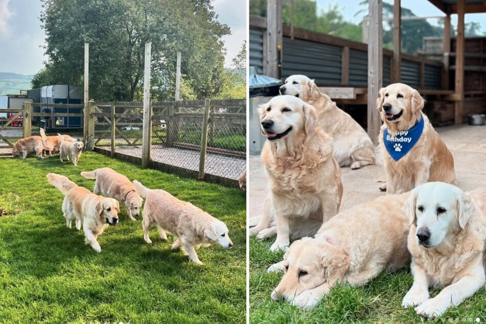 El zoológico de caricias para golden retrievers era muy popular en Somerset.