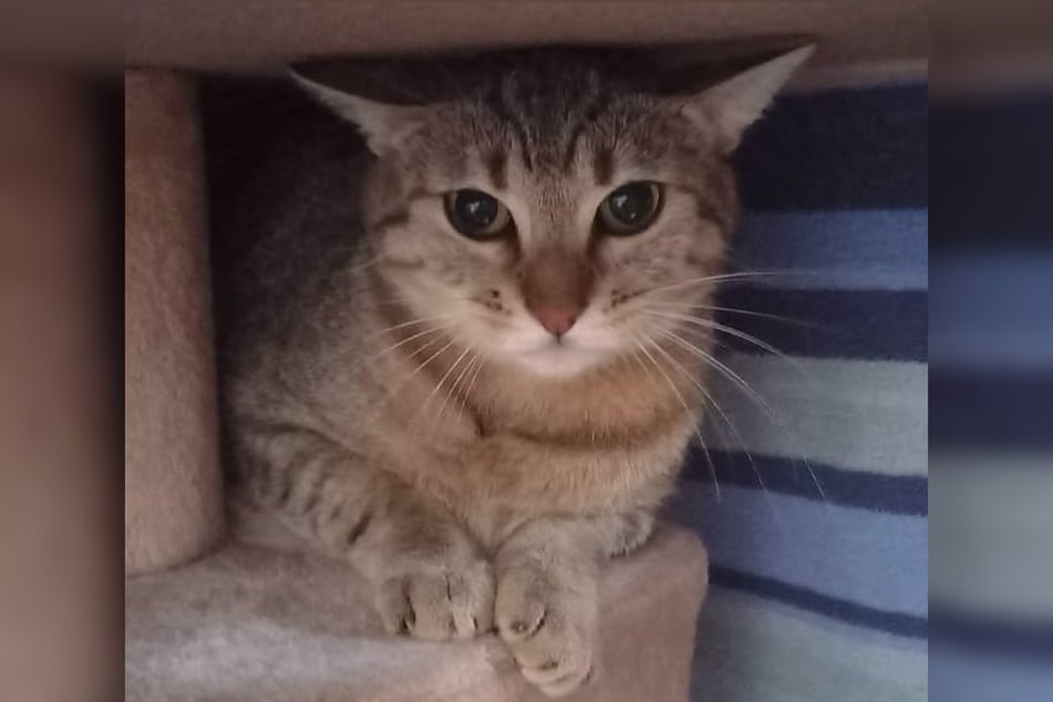 Perdita ist eine Europäisch-Kurzhaar-Katze und bereits kastriert.