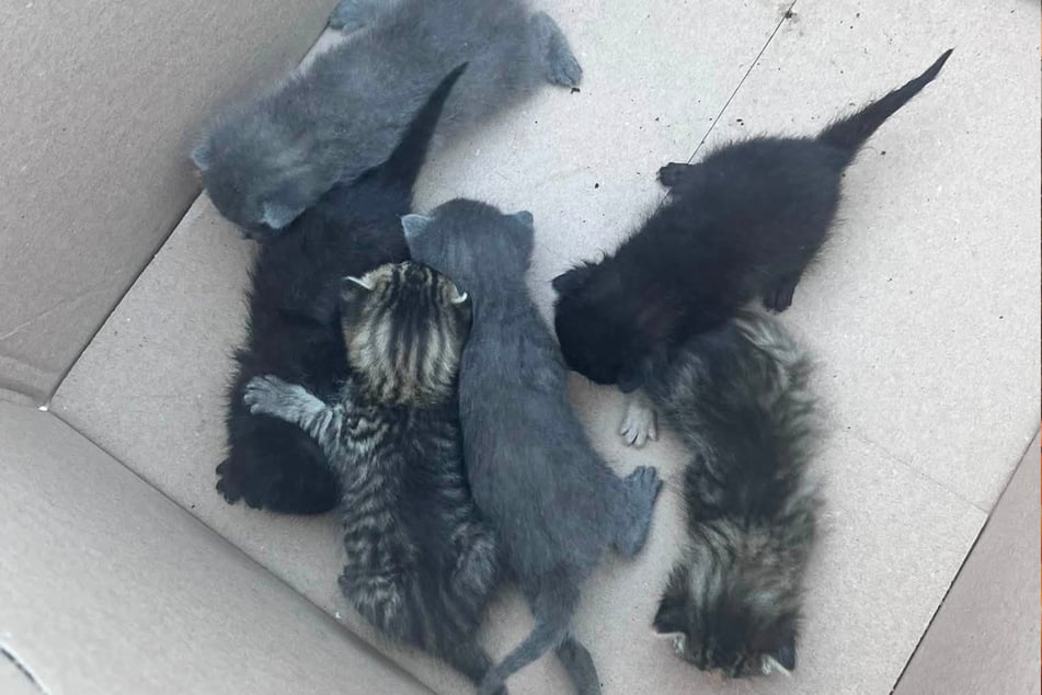 Diese sechs Katzenbabys hatte ein Mitarbeiter eingesammelt.