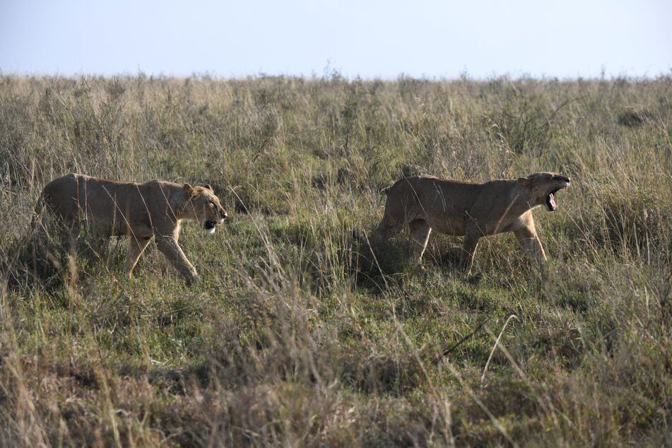 Der Matusadona Nationalpark, in dem sich der Junge verlief, hatte einmal die höchste Löwendichte in ganz Afrika. (Symbolbild)