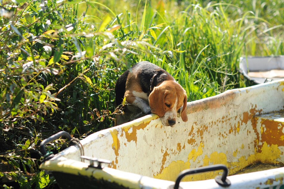 Beagles are just curious enough that they're fun but not too troublesome.