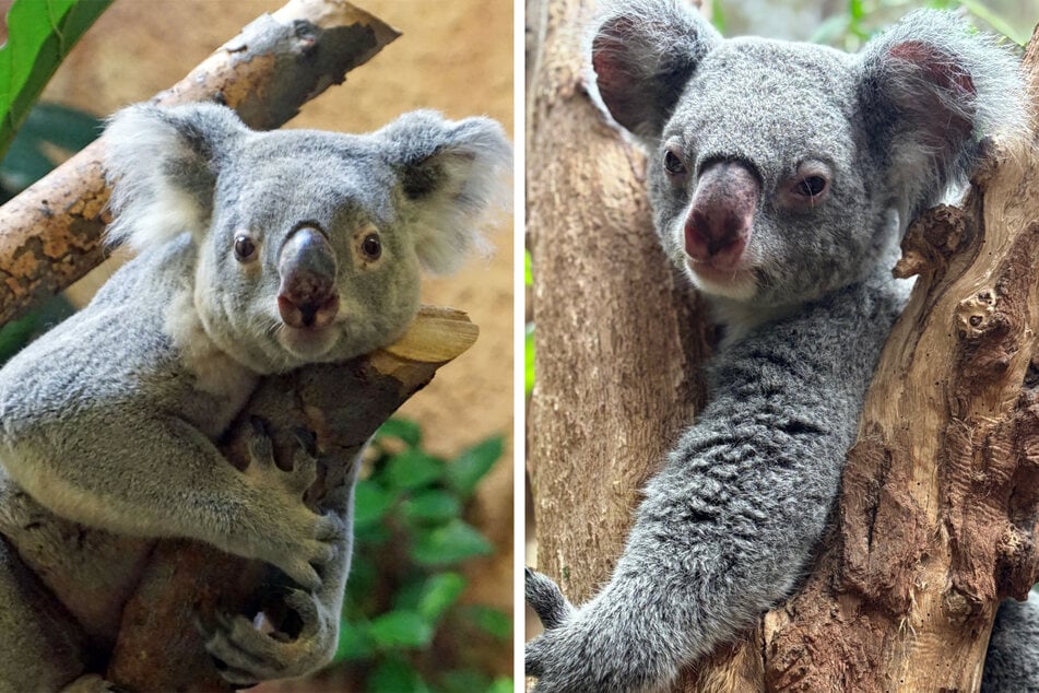 Mullaya (l.) aus dem Zoo Dresden und Mandie (r.) aus dem Zoo Leipzig könnten bald Eltern werden.
