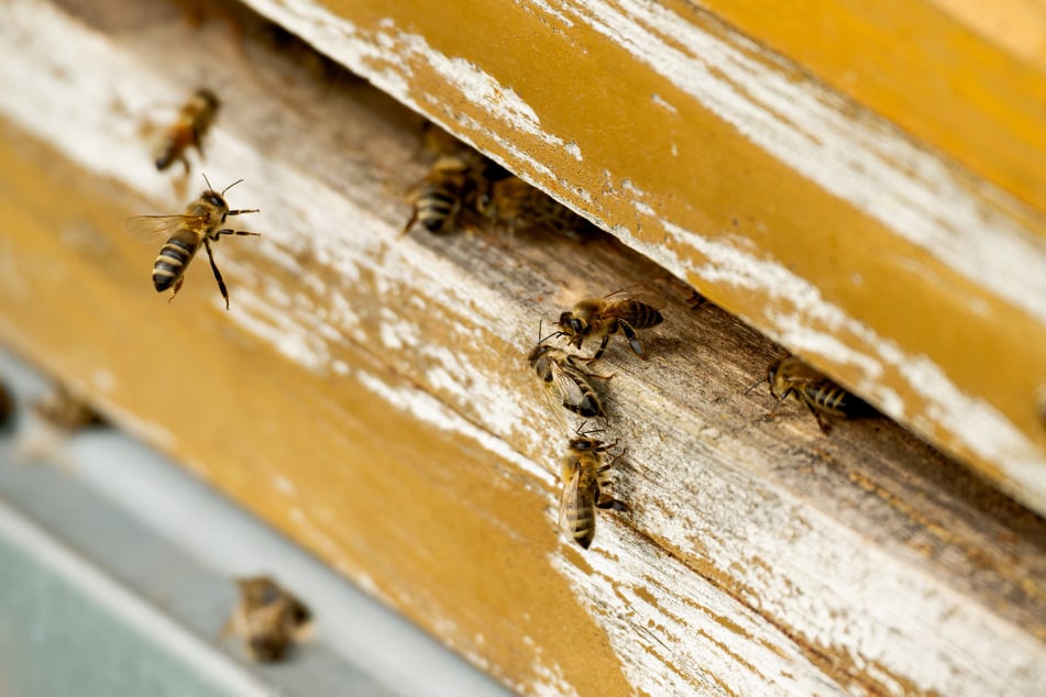 In und um Stendal wurde die Amerikanische Faulbrut bei Bienen festgestellt. (Symbolbild)