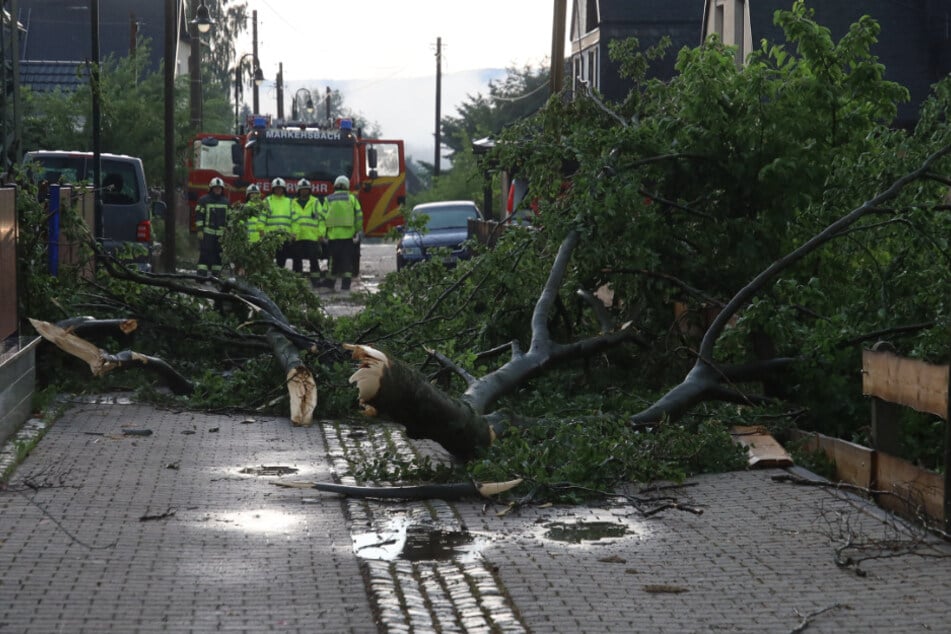 Ein umgestürzter Baum sorgte auch in Langenberg zwischenzeitlich für Stromausfall.
