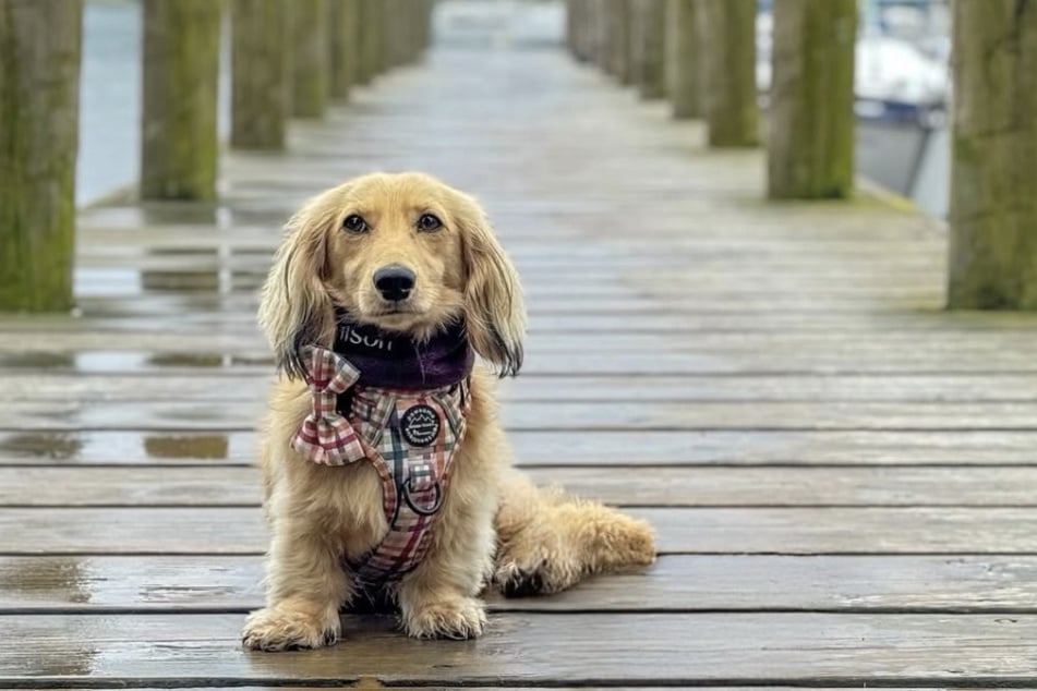 Wilson wird bei der Hochzeit die Ringe tragen.