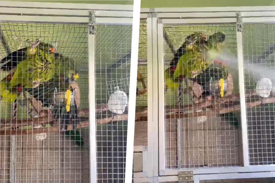Ab geht's unter die Dusche: Die lustige Aktion des Tierheim Dellbrück findet sichtlich Anklang beim süßen Vogel.