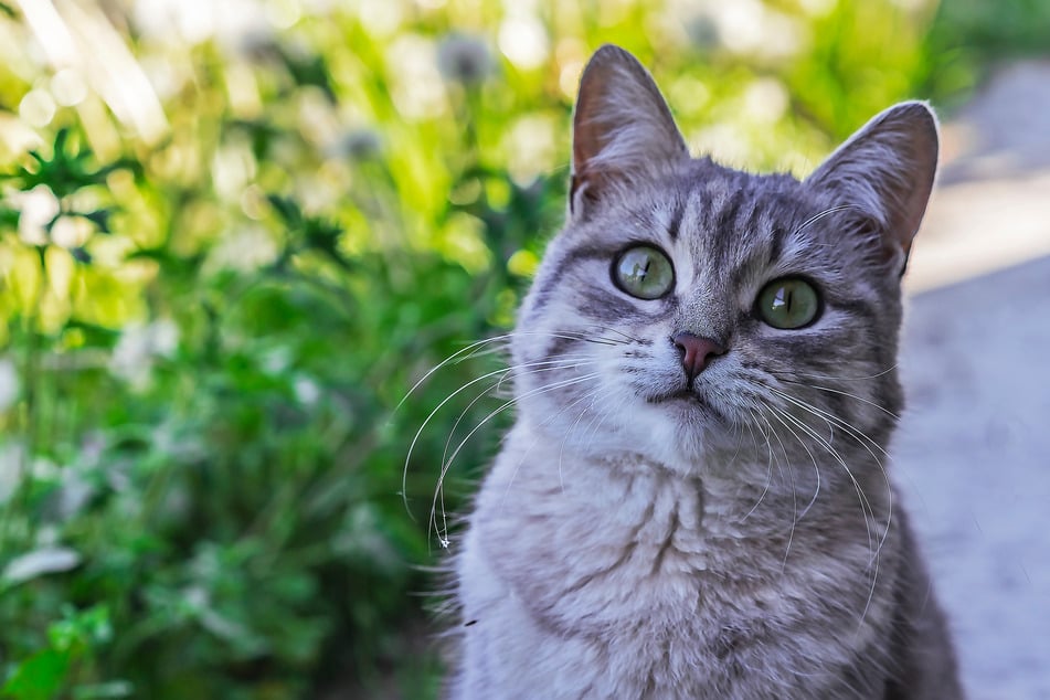 In einem katzensicheren Garten kann Deine Katze viel erleben.