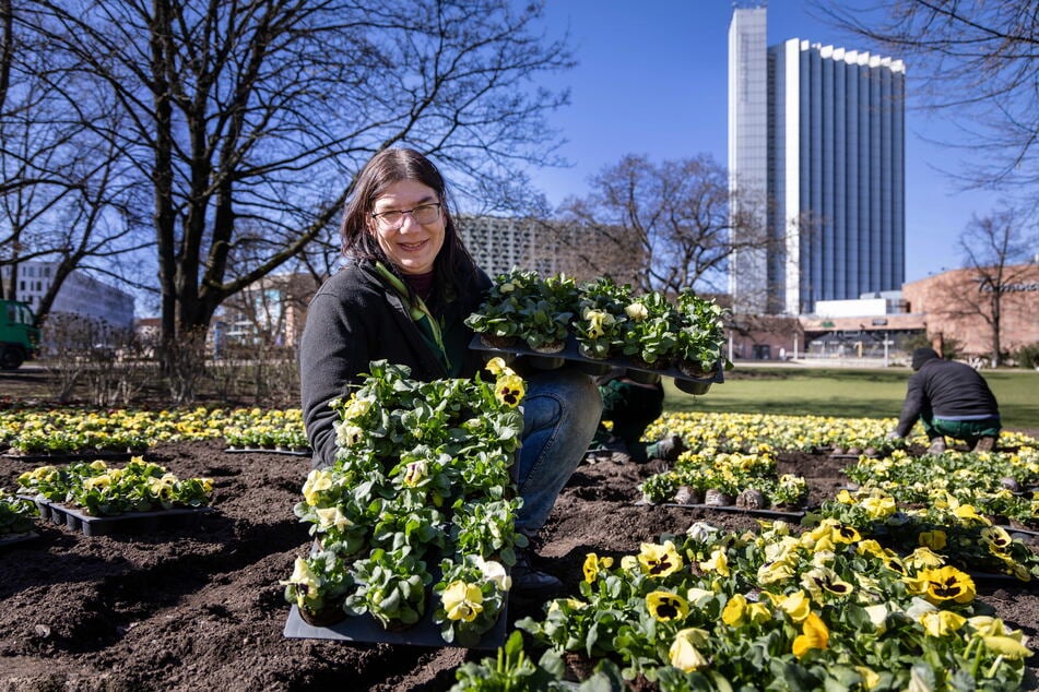 Gärtnermeisterin Ilka Voigt und ihre Kollegen pflanzen im Stadthallenpark Tausende Stiefmütterchen.