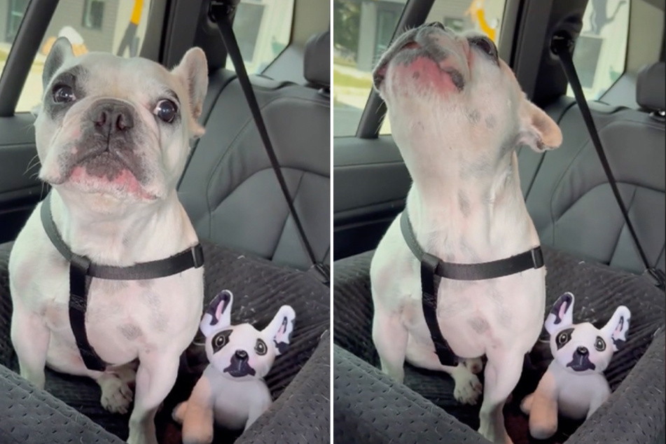 A French bulldog named Walter was not fond of his car seat companion.