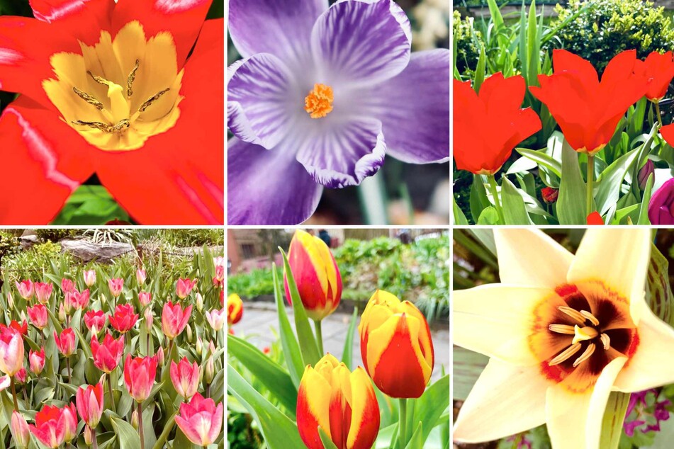 New York City's West Side Tulip Festival is a blooming good time!