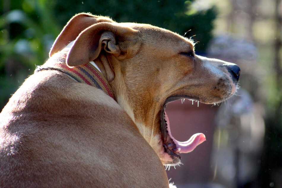 Seniorin von Hund brutal angegriffen: Die Reaktion des Besitzers macht sprachlos!
