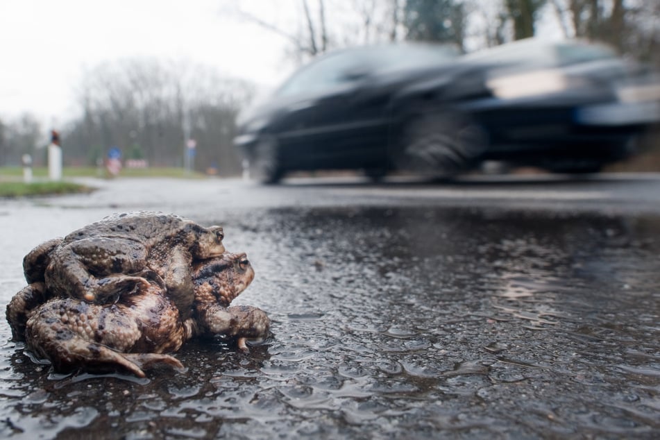Gefährliche Passage - die meisten Amphibien wandern am Abend und in den frühen Morgenstunden.
