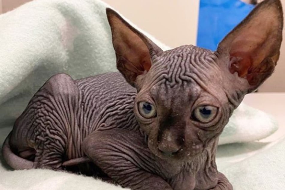 Diese nackte Babykatze kämpft um ihr Leben