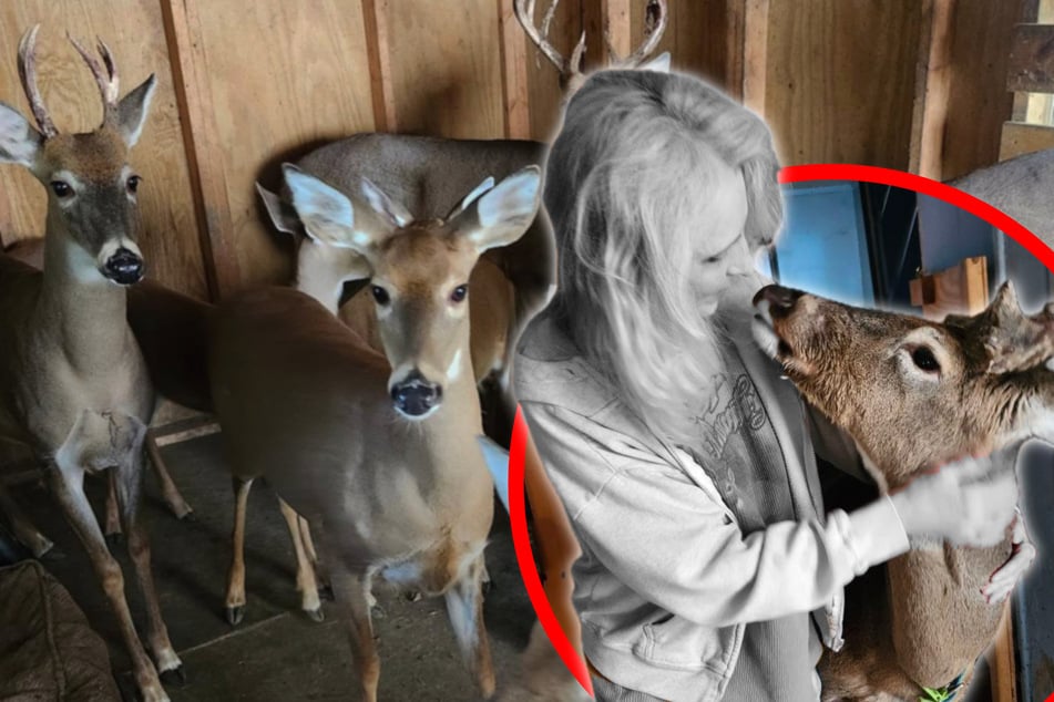 Tierliebe endet tödlich: Frau von gerettetem Hirsch getötet