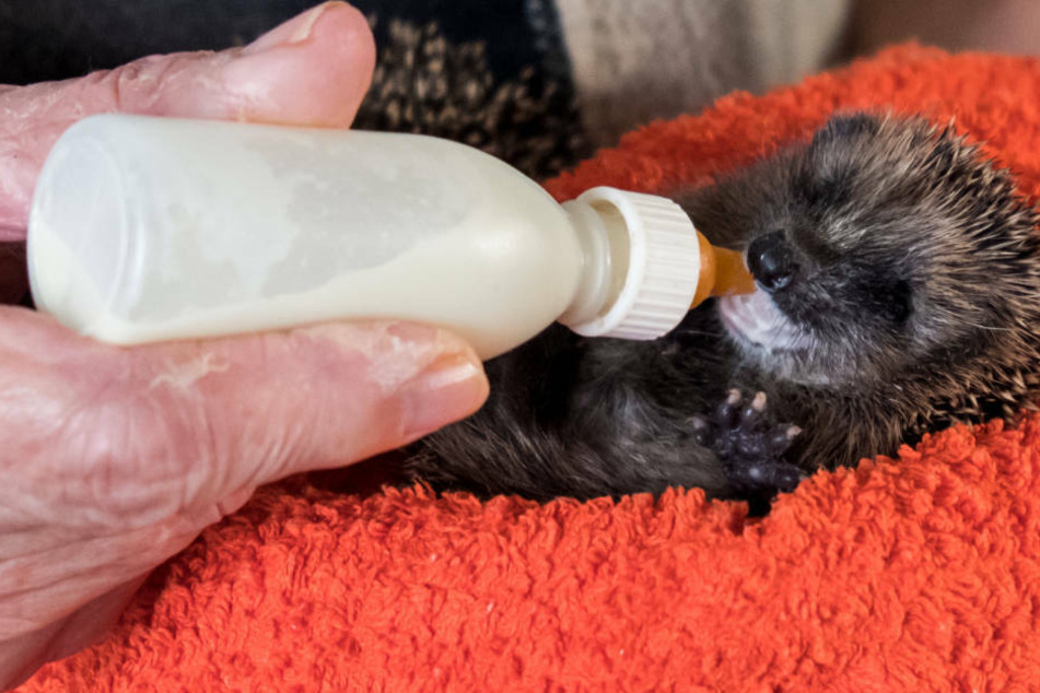 Werden außerhalb eines Igel-Nestes nackte und blinde Säuglinge gefunden, ist ihrer Mutter wahrscheinlich etwas passiert, und sie kommt nicht mehr. In diesem Fall sollte sofort eine Igel-Station kontaktiert werden (Archivbild).