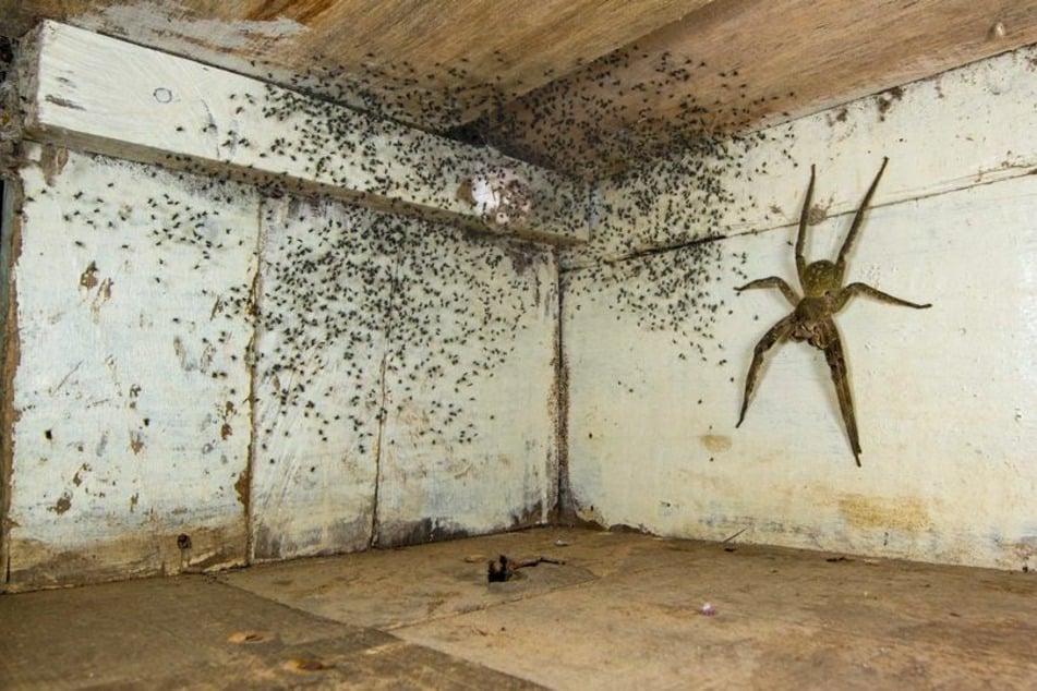 Hombre encuentra ‘monstruos’ debajo de su cama: la foto de Jill Wizen gana el premio ‘Fotógrafo de vida silvestre del año’