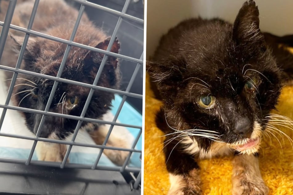 Der in die Jahre gekommene Kater will im Tierheim Dellbrück zu alter Stärke zurückfinden.