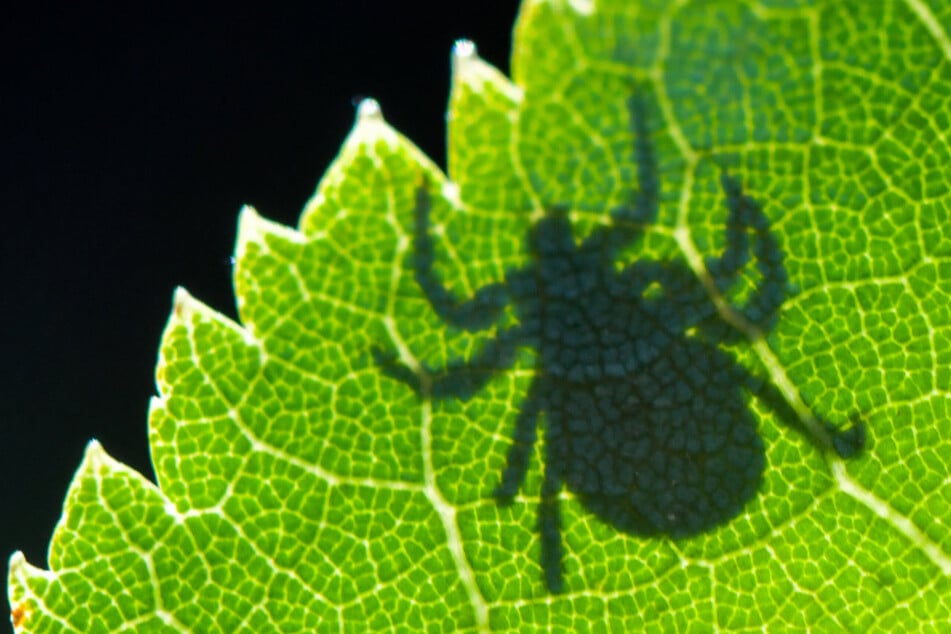 Zecken können gefährliche Krankheiten übertragen, darunter die bakterielle Lyme-Borreliose und FSME.
