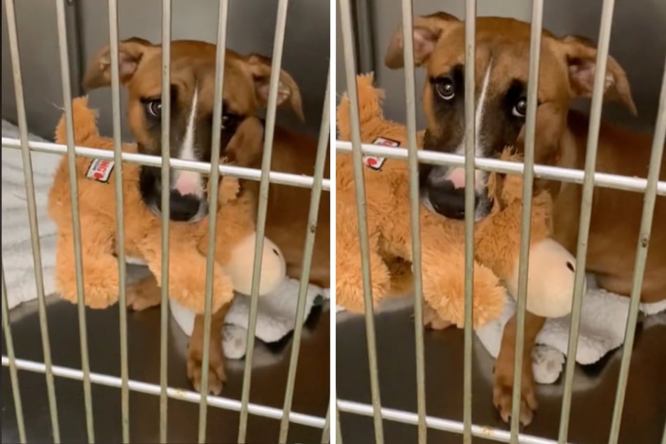 TikTokers cannot believe this puppy was returned to the shelter for not being potty-trained.