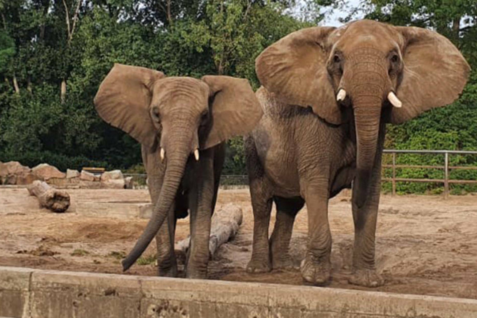 Die Afrikanischen Elefanten Kariba (l) und Lilak stehen in ihrem Gehege im Tierpark Berlin. Die Elefantenkühe sind am Morgen im Kronberger Opel-Zoo angekommen.